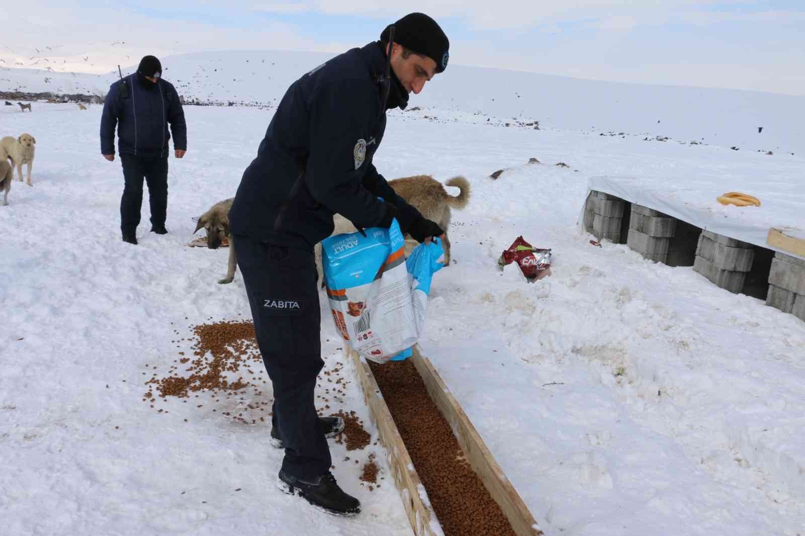 Erciş’te sokak hayvanları unutulmadı