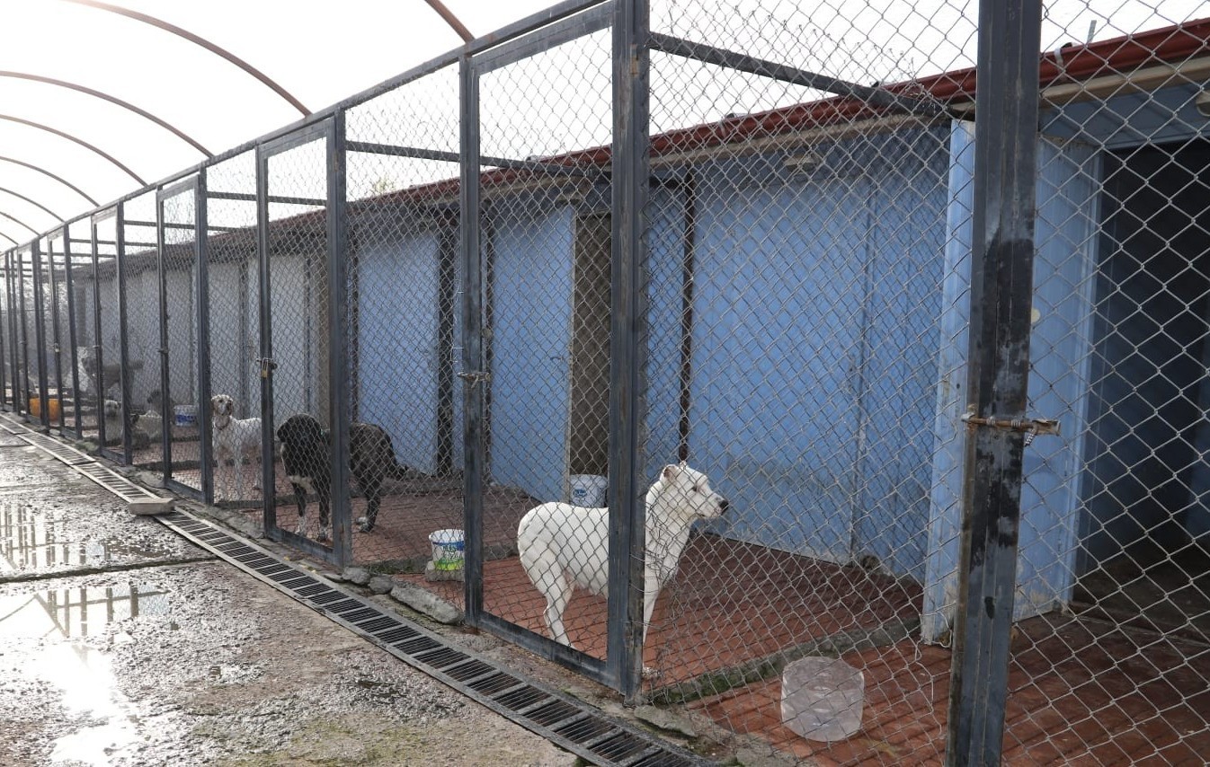 Erzincan’da 340 başıboş sokak köpeği toplandı