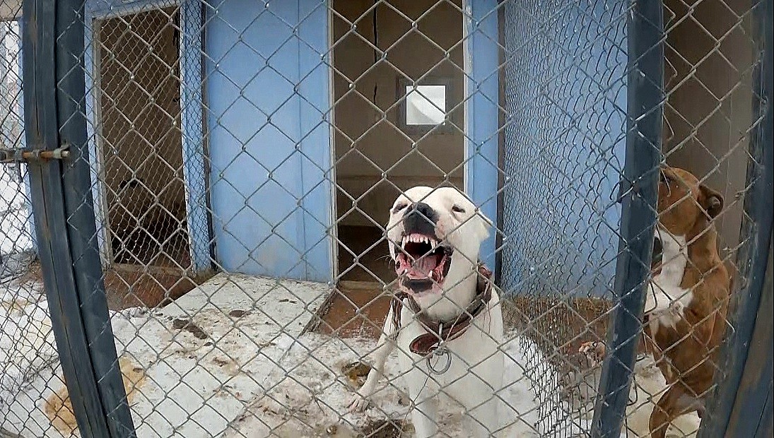 Erzincan’da sokak köpekleri toplanarak barınağa yerleştirildi