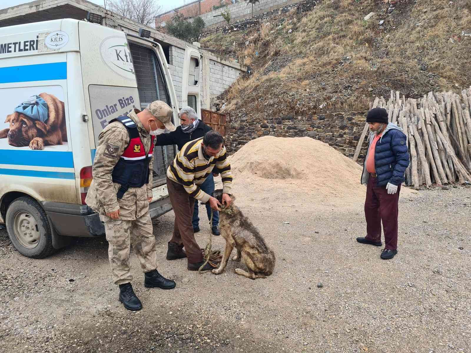 Jandarma bakıma muhtaç 8 köpeği barınağa teslim etti