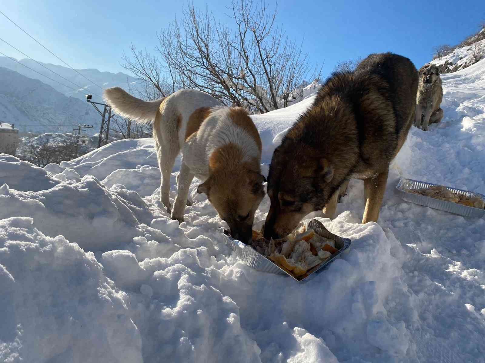 Karda aç kalan hayvanlar unutulmadı