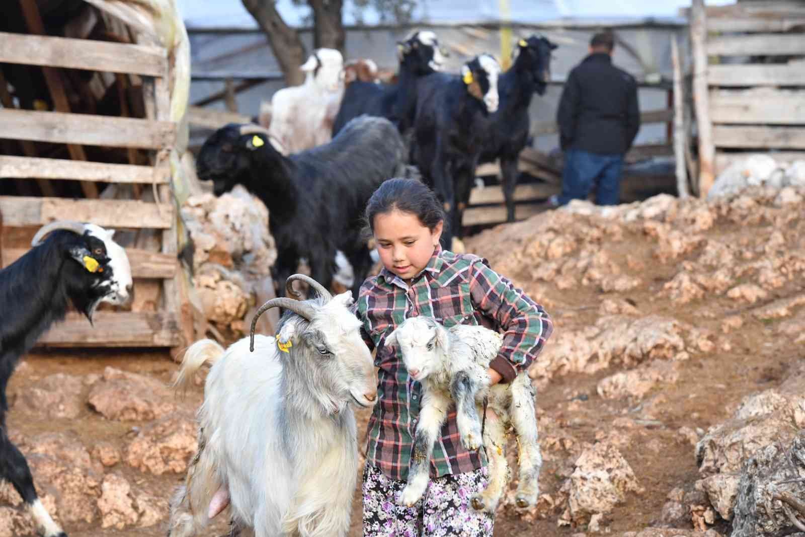 Konyaaltı’nda hayvanlar için bin 200 dekar gübre