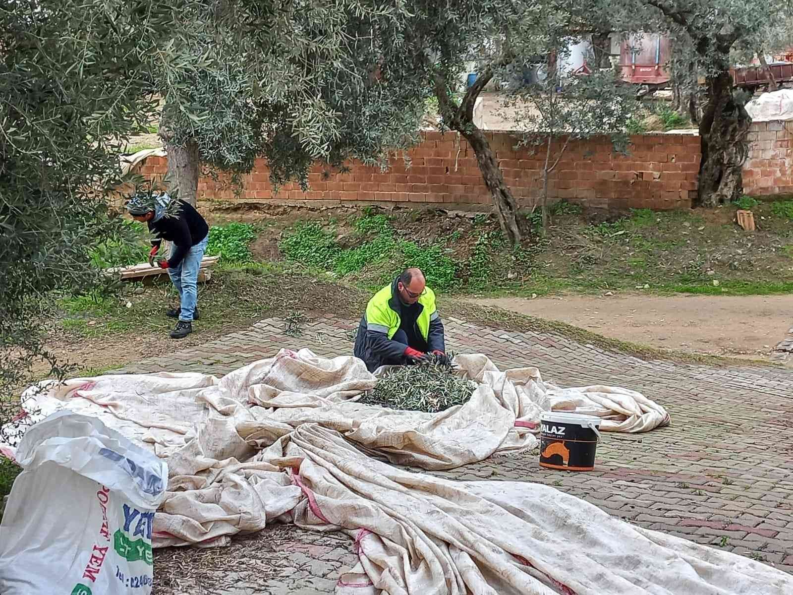 Nazilli Belediyesi zeytin hasadına başladı