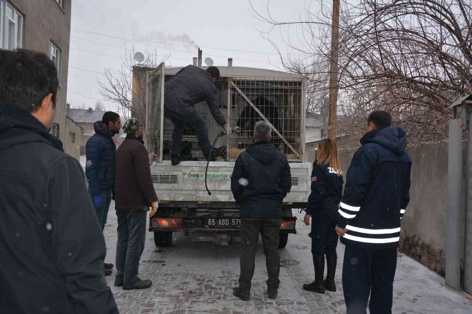 Okul bahçesine bırakılan sahipsiz pitbull yakalandı