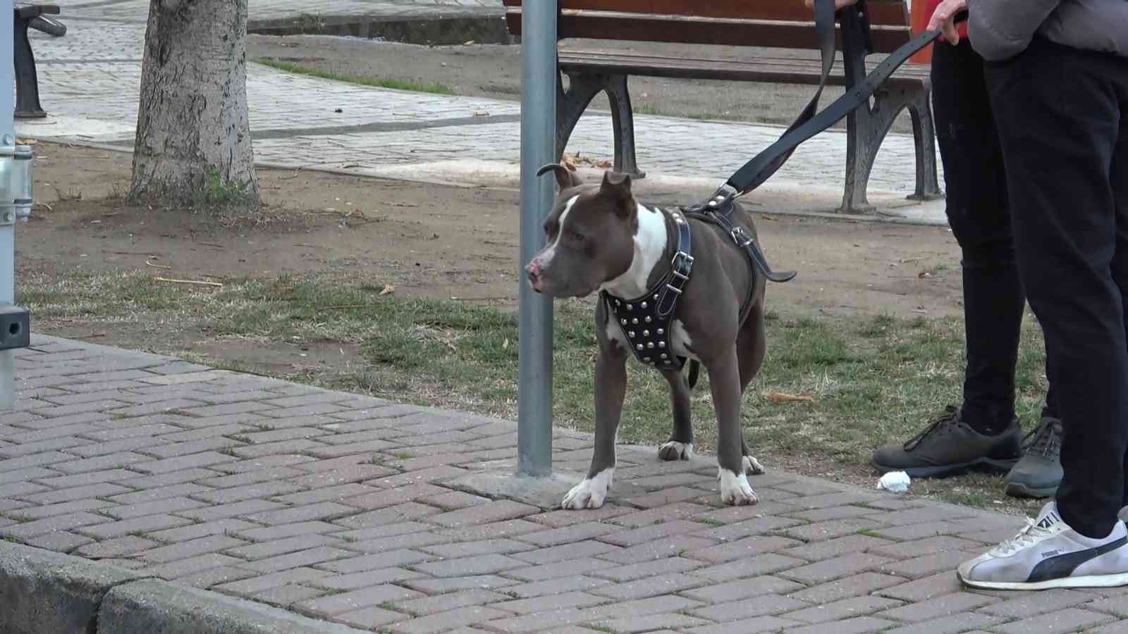 (Özel) Çocuk parkına terkedilen Pitbull’u kemeriyle yakaladı