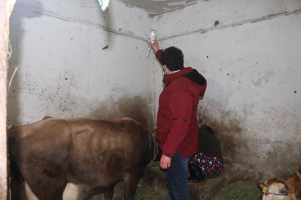 Rize’de felç geçiren inek için seferber oldular