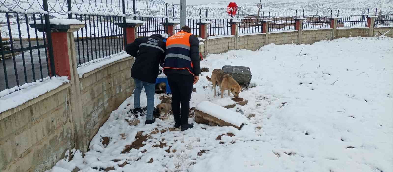 Siirt Belediyesi sokak hayvanları için yem bıraktı