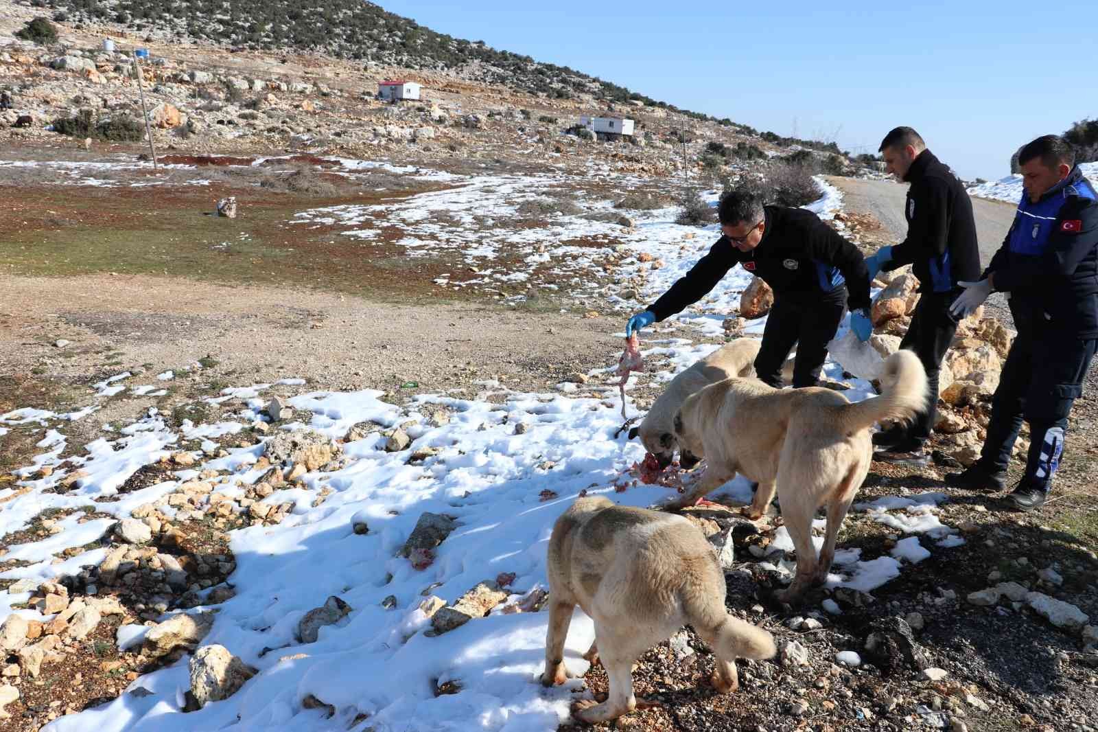 Toroslar Belediyesi ekipleri, karda yiyecek bulamayan hayvanları besledi