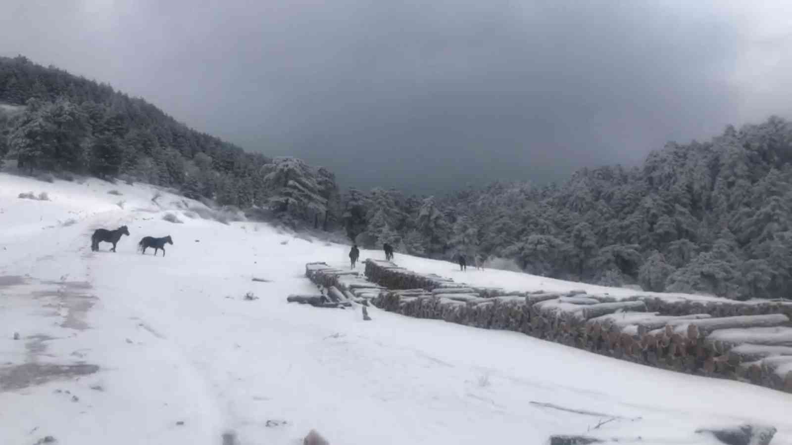 Vahşi yılkı atlarına karda yem desteği