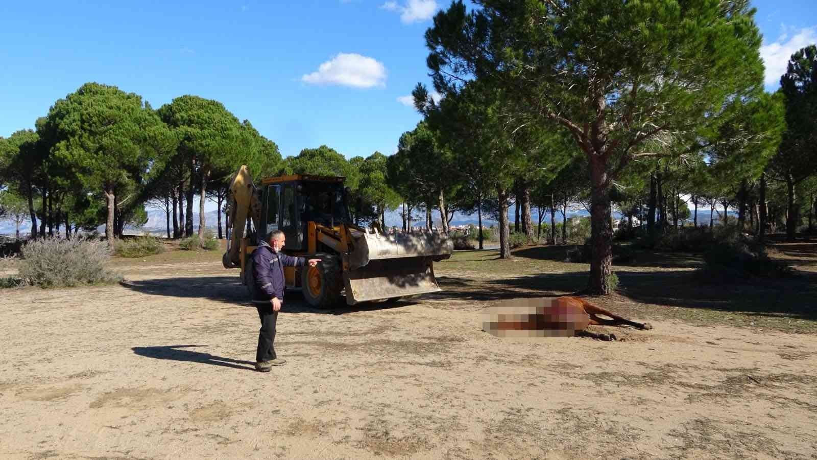 Vicdansızların vurarak öldürdüğü at sokak hayvanlarına yem oldu