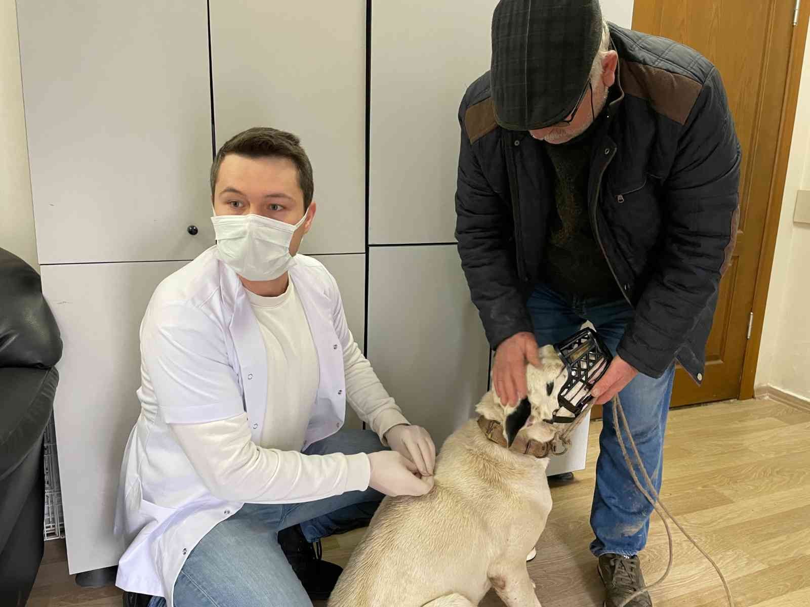 Yasaklı ırk köpeklerini kayıt ettirenler yoğunluk oluşturdu