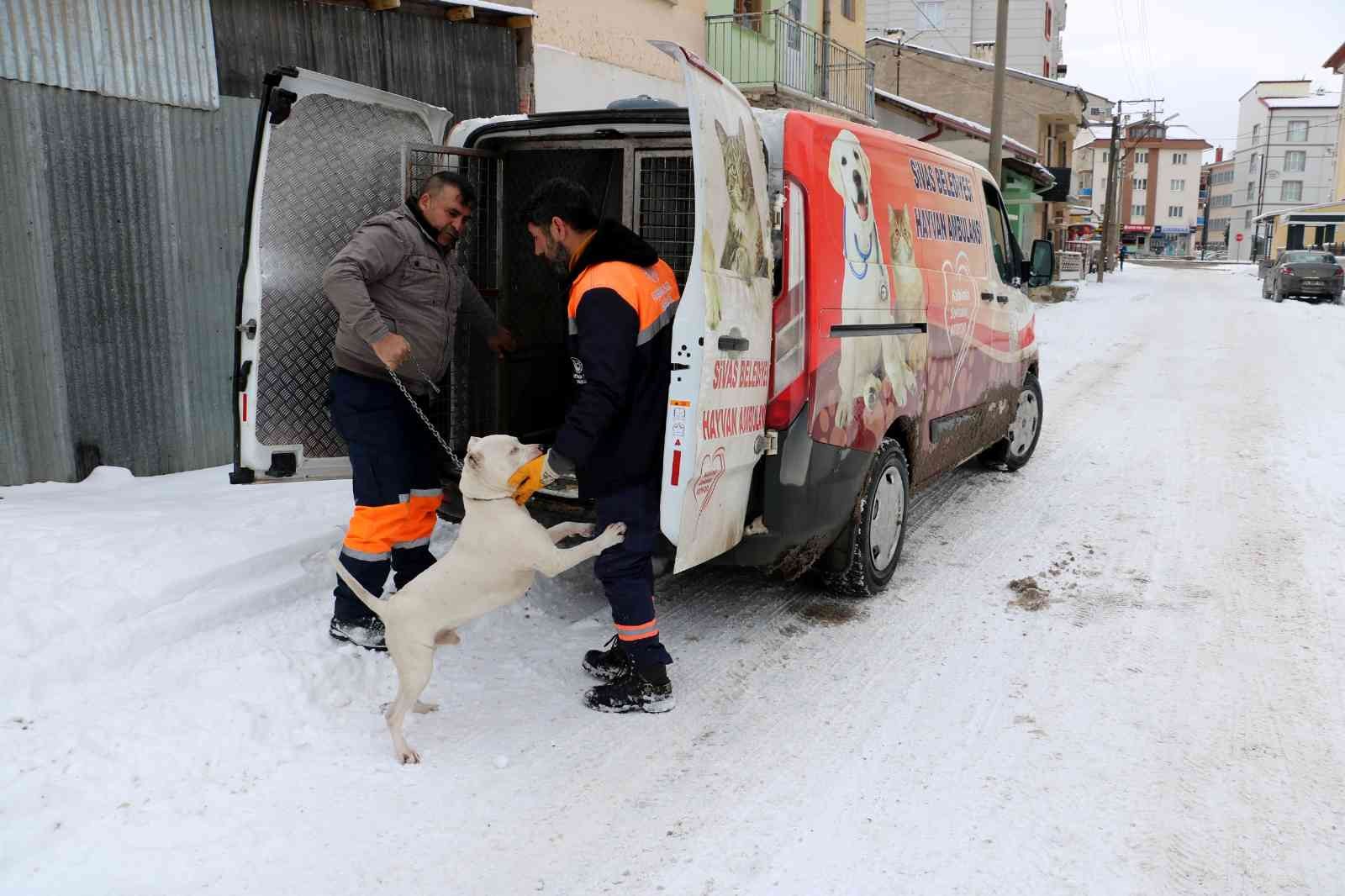 Yasaklı köpeğini gecikmeli olarak teslim etti