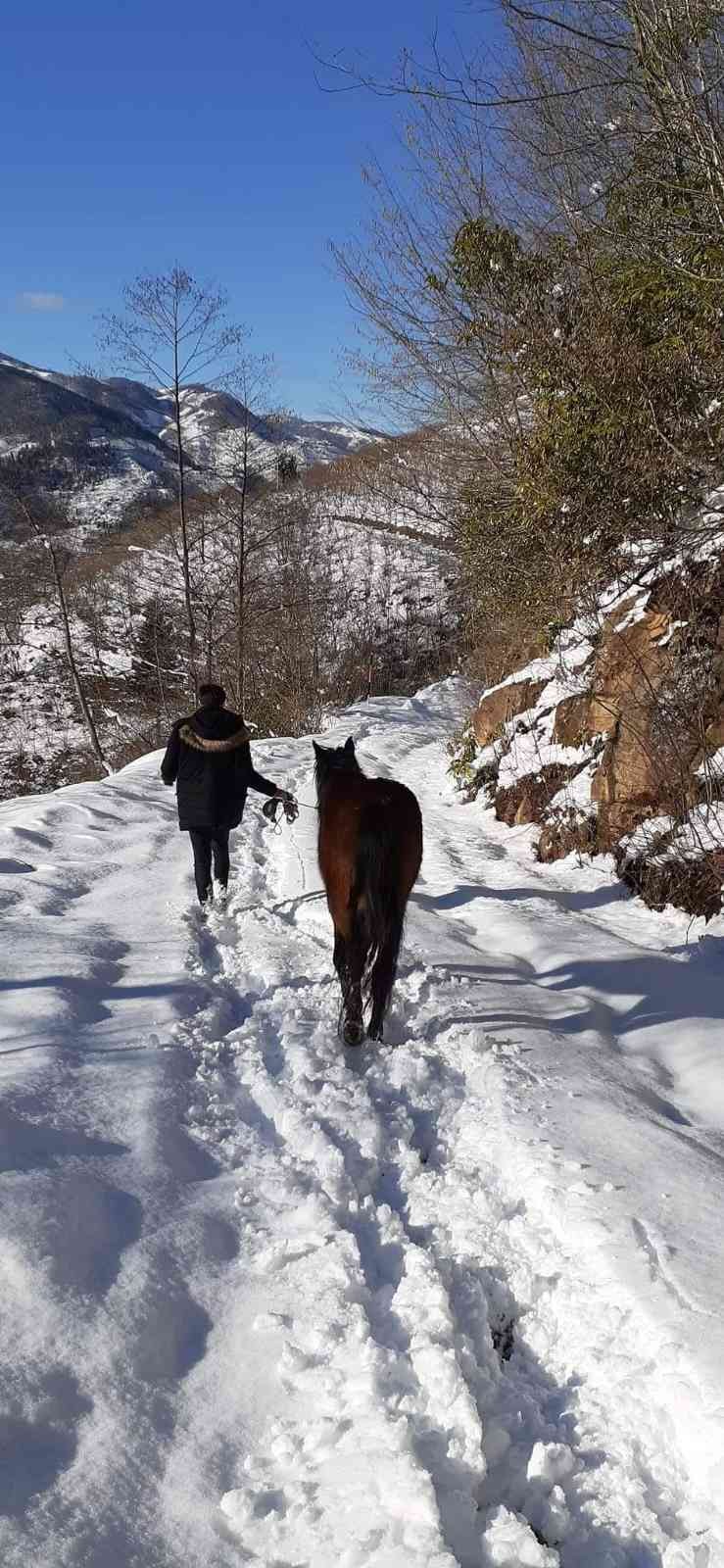 Yılka atlara belediye ve hayvan severler duyarsız kalmadılar