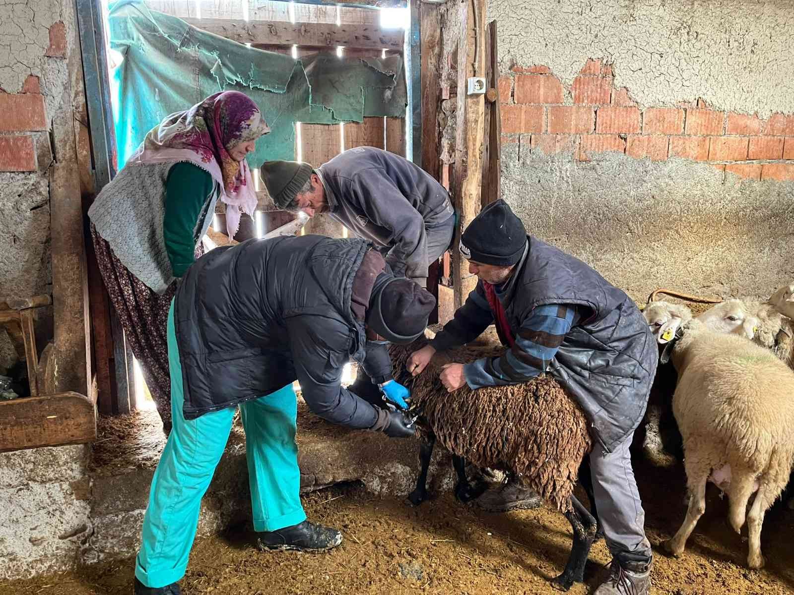 Aslanapa’da çiçek aşılaması devam ediyor