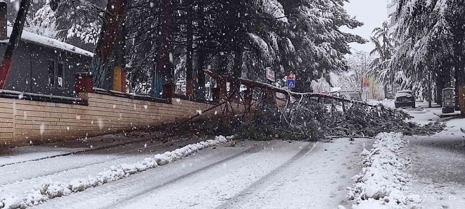 Isparta’da kar yağışına dayanamayan ağaçlar araçların üzerine devrildi