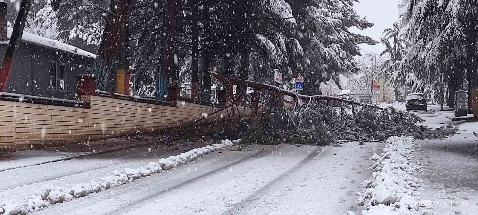 Isparta’da kar yağışına dayanamayan ağaçlar araçların üzerine devrildi