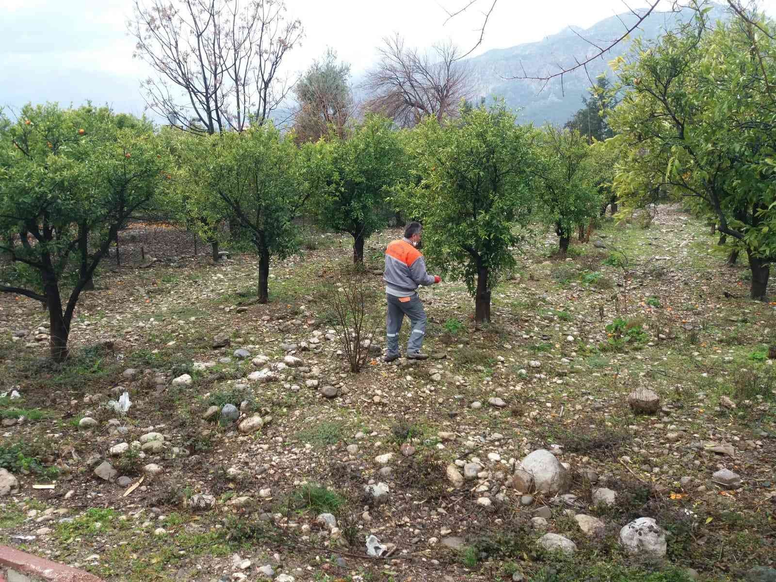 Kemer’de yeşil alanlarda gübreleme çalışması